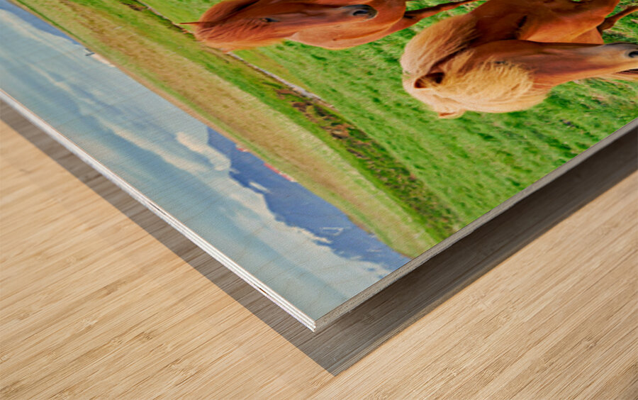 Wild horses gather in western fjords in Iceland during summer Wood print