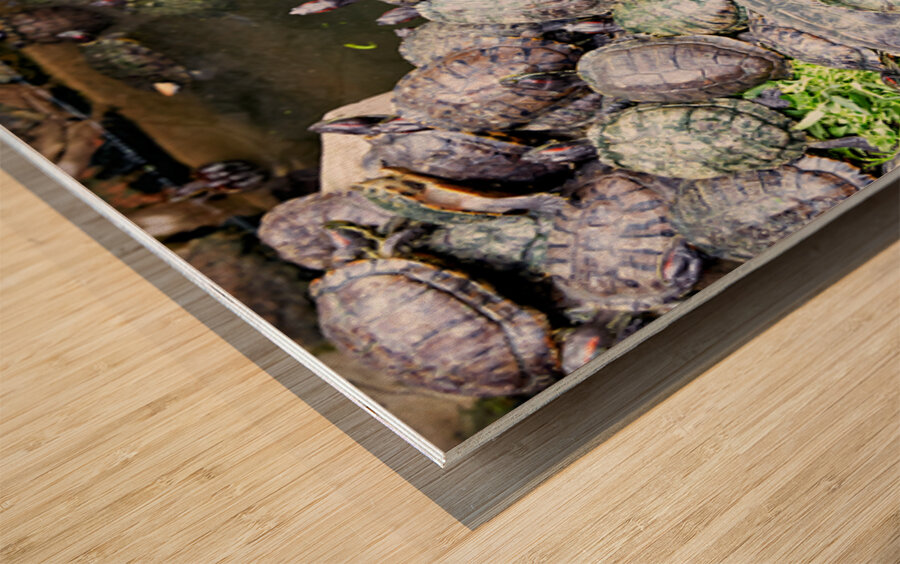 Turtles gather on a stone by the water in Saigon Vietnam Wood print